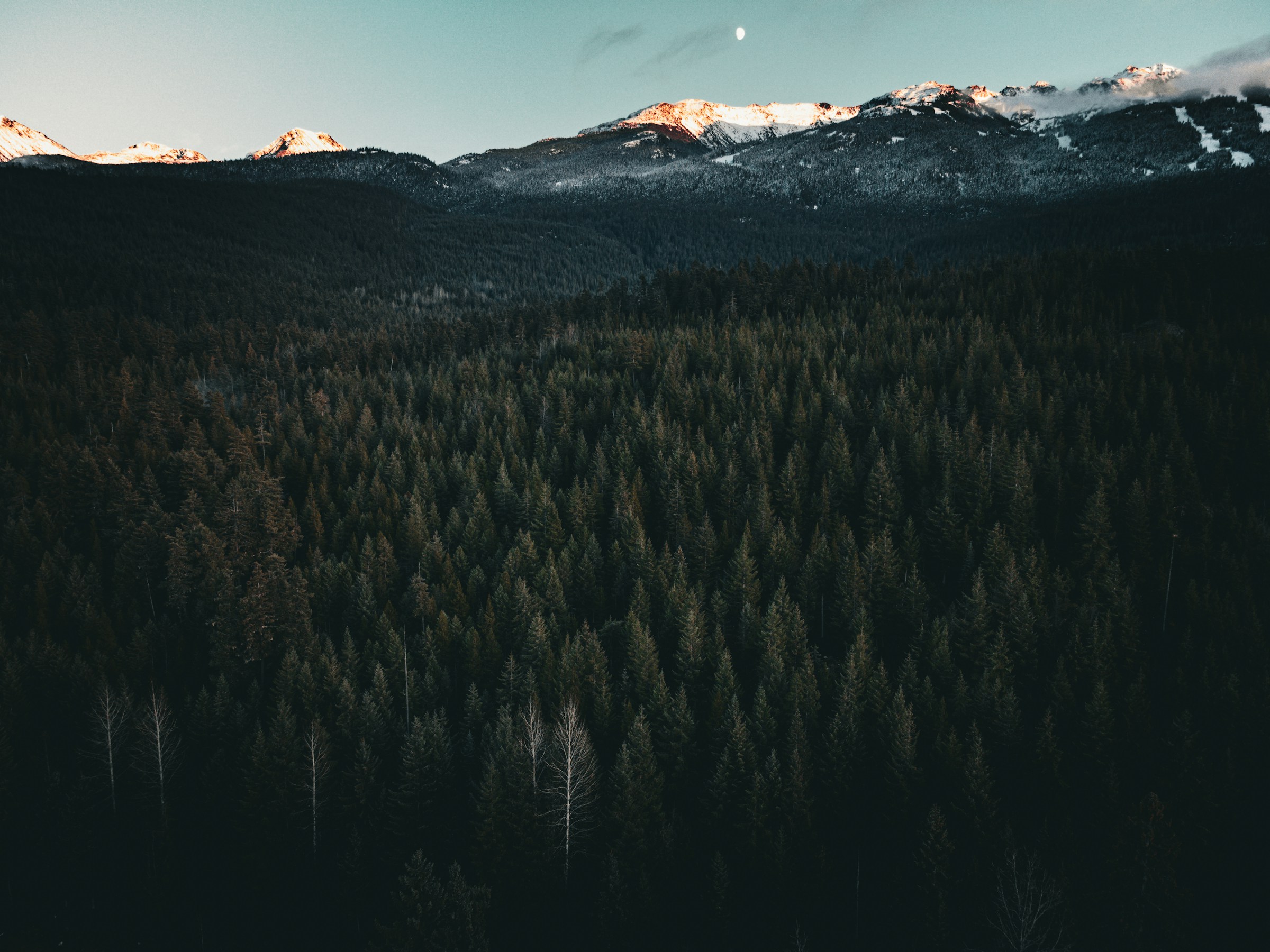 A forested valley with mountain peaks rising in the background near Whistler